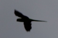 Psittacula krameri