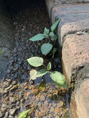 Solanum nigrum