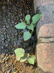 Solanum nigrum