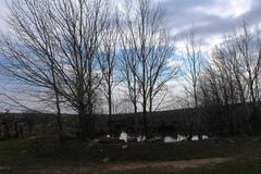 Populus × canescens