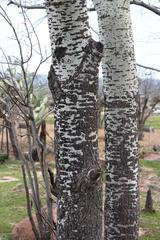 Populus × canescens