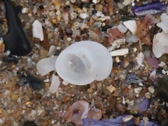 Vanikoro sigaretiformis