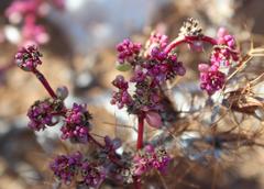 Trianthema parvifolia