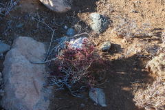 Trianthema parvifolia