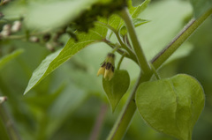 Physalis grisea