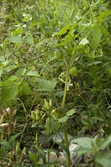 Physalis grisea