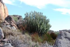 Paranomus tomentosus