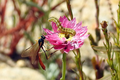 Heliothis punctifera