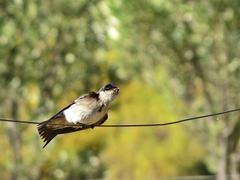 Hirundo dimidiata dimidiata