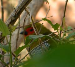 Mandingoa nitidula nitidula