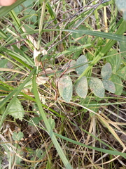 Lathyrus humilis