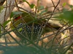 Mandingoa nitidula nitidula