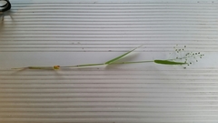 Dichanthelium scribnerianum