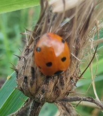 Coccinella septempunctata