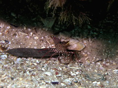 Rhynchocinetes serratus