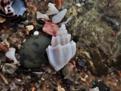 Trigonaphera vinnulum