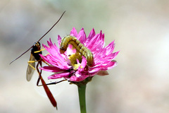 Heliothis punctifera