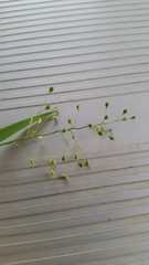 Dichanthelium scribnerianum