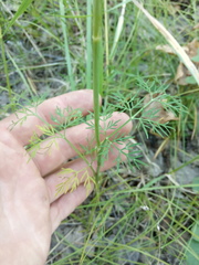 Kadenia dubia