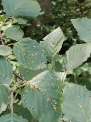 Eriophyes alniincanae