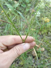 Kadenia dubia