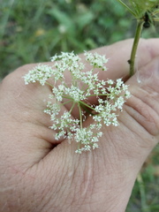 Kadenia dubia