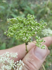 Kadenia dubia