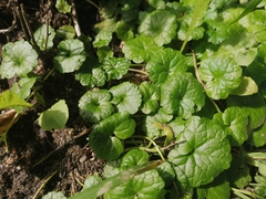 Glechoma hederacea