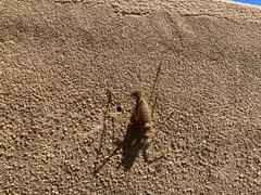 Steropleurus pseudolus