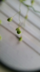 Dichanthelium scribnerianum