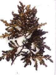 Ericaria selaginoides