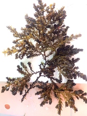 Ericaria selaginoides