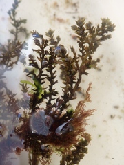 Ericaria selaginoides