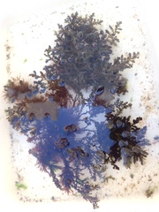 Ericaria selaginoides