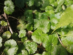 Glechoma hederacea
