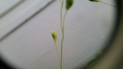 Dichanthelium scribnerianum