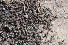 Braunsia maximilianii