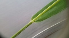 Dichanthelium scribnerianum