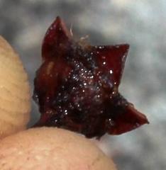 Braunsia maximilianii