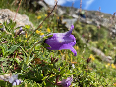 Campanula alpestris