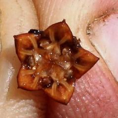 Braunsia maximilianii