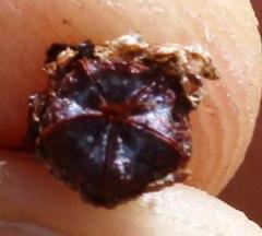 Braunsia maximilianii