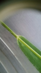 Dichanthelium scribnerianum