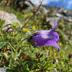 Campanula alpestris