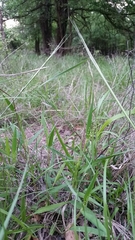 Dichanthelium scribnerianum