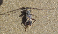 Phoracantha semipunctata