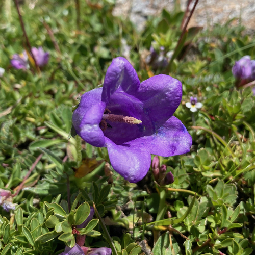 Image of Campanula alpestris by (c) Fabien Anthelme, some rights reserved (CC BY-SA)