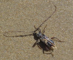 Phoracantha semipunctata