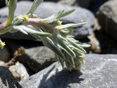 Artemisia genipi
