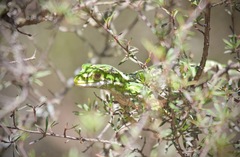 Naultinus gemmeus